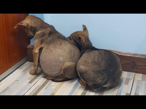 Видео: Два беспомощных бездомных щенка с крошечными телами, опухшими от жидкости, в одиночку терпели беско
