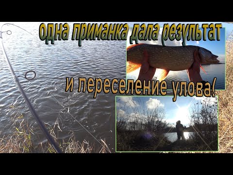 Видео: Прицепил правильную приманку, и понеслось- щука за щукой! Спиннинг поздней осенью!Переселение улова!