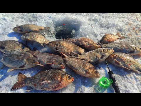 Видео: КІЛОГРАМОВІ КАРАСІ на КИВОК, ЦЕ КАЙФ!!! 🐟 Рибалка на карася.🎣 Боковий Кивок.