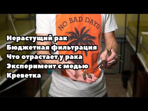 Видео: Нерастущий рак, бюджетная фильтрация, что отрастает у рака, эксперимент с медью, креветка