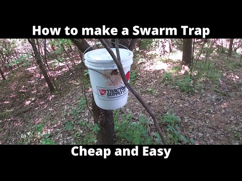 Видео: Как сделать ловушку для роя (дешево и просто)