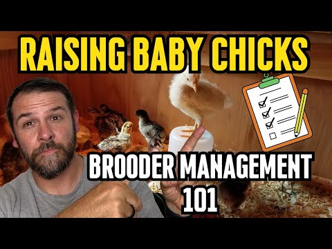 Видео: Полное руководство по выращиванию цыплят: советы для начинающих, опытных фермеров и владельцев пр...
