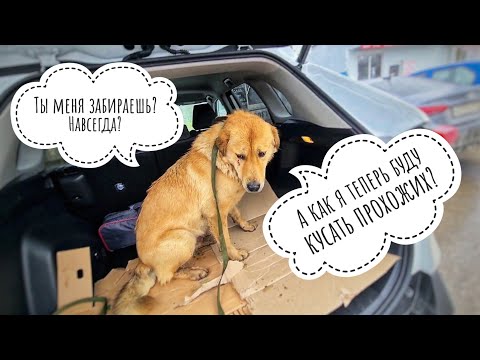 Видео: Покупаем Персику будку и забираю его домой!  Черничке с под аварии нашлись ручки🙏