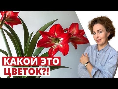 Видео: Как отличить Амариллис и Гиппеаструм