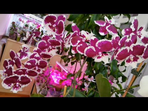 Видео: Орхидеи в прошлом с запревающими цветоносами / Первое цветение очаровало / Сухие части бутонов