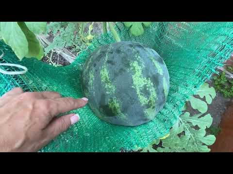 Видео: Опыление дынь, Арбузов в теплице. Формировка в теплице и открытом грунте. Сложности. Особенности.