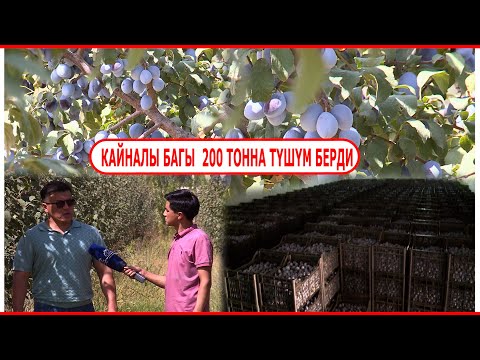 Видео: 4 МИҢ ТҮП КАЙНАЛЫ 200 ТОННА ТҮШҮМ БЕРДИ// 600 ТОННАЛЫК МУЗДАТКЫЧ