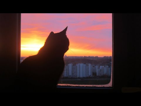 Видео: "Чёрный кот". Мистический рассказ.