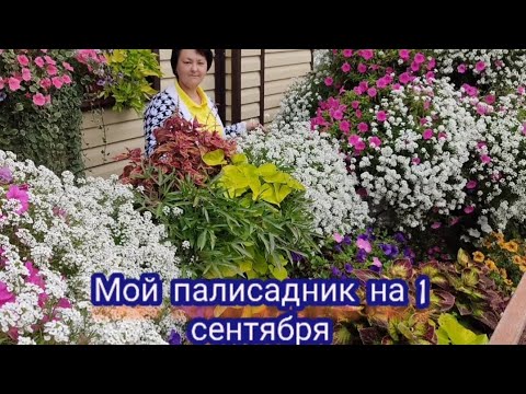 Видео: Мой палисадник на 1 сентября. Лето не сдаётся.