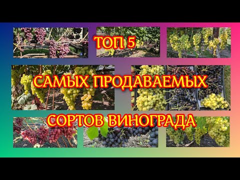 Видео: Топ 5 самых продаваемых сортов винограда.