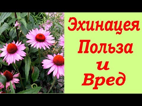 Видео: Эхинацея пурпурная, польза и вред для организма человека | VolkoFF_video