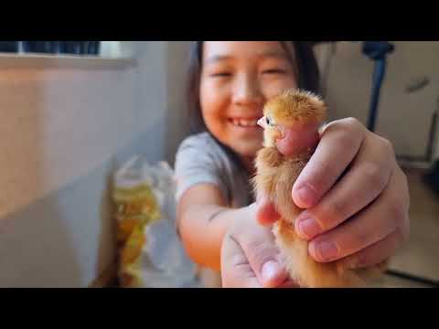 Видео: Тарахай моойдор таҕыстылар