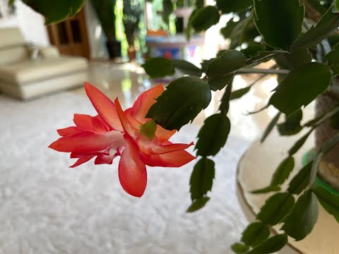 Видео: Обрезка и пересадка Зигокактуса (Декабриста) после цветения.