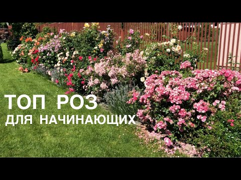 Видео: ТОП 5/ ЛУЧШИЕ РОЗЫ ДЛЯ НАЧИНАЮЩИХ РОЗОВОДОВ