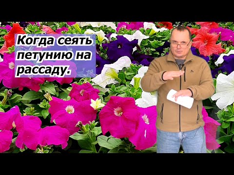 Видео: Когда сеять петунию на рассаду, что бы она не переросла.