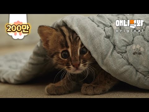 Видео: Кот леопарда теряет ITs Дикость встречает друга