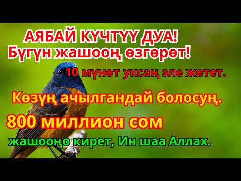 Видео: Керемет дуба! Акча үзгүлтүксүз агып, карыздар жок болуп, бакыттуу өмүр келет!