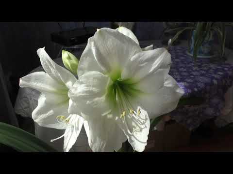 Видео: Шикарное цветение гиппеаструма Антарктика