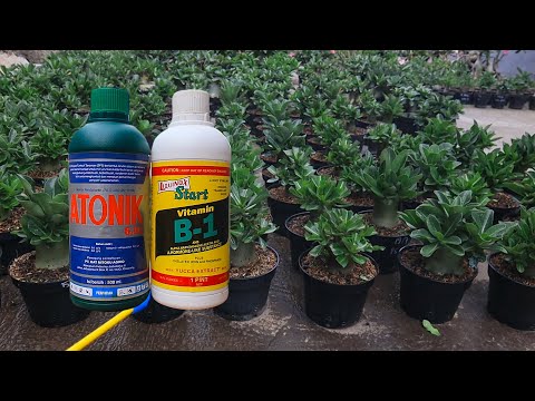 Видео: Как использовать регуляторы роста. Для растений адениума. Бонсай из розы пустыни.