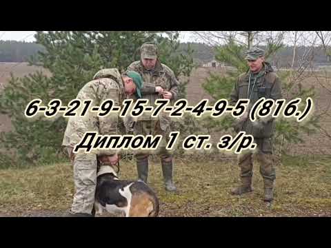 Видео: Брестские областные индивидуально-командные состязания гончих по зайцу 8-9 апреля 2023 года