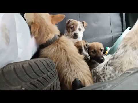 Видео: Не могли залишити їх там: евакуюємо собак і котів