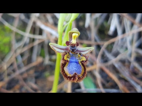 Видео: Коварные красавицы, офрисы.