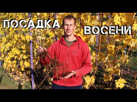 Видео: Як посадити виноград восени легко і швидко