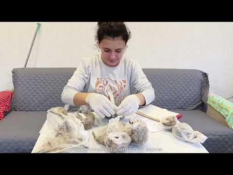 Видео: Распаковка трёх посылок с пионами.Старт конкурса.