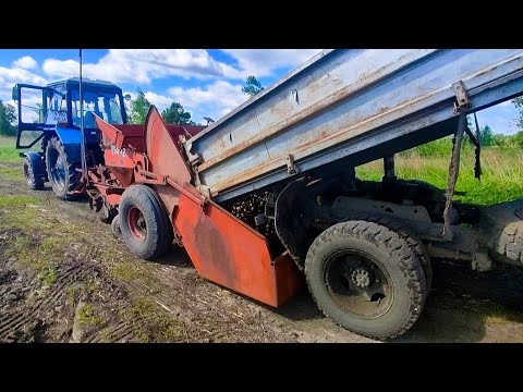 Видео: Сажаем огурцы и формируем междурядья на капусте. Продолжаем посадку картофеля.