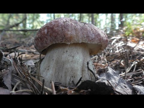 Видео: БЕЛЫЕ ГРИБЫ И БОРОВИКИ! Поход КОМПАНИЕЙ в лес ЗА ГРИБАМИ!