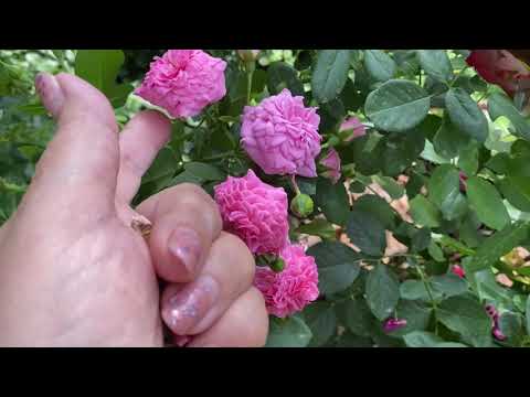 Видео: Розы Жасмина, Красная Шапочка, Пароле, Андре ле Нотр. Розы в саду 27 августа 2021г.