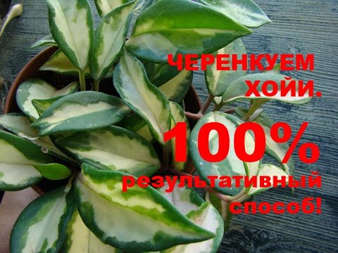 Видео: Укоренить хойи со 100 процентным результатом