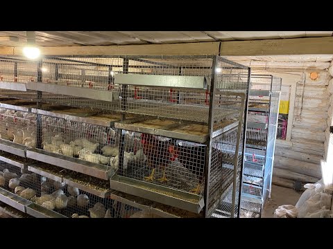 Видео: Домик в деревне превратился в ферму наш 7 летний опыт в разведение животных