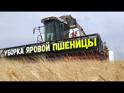 Видео: Уборка яровой пшеницы 2024. Вылечили комбайн АКРОС 585