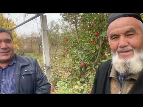 Видео: КУКОНЛИК БОГБОН БОБО МЕХМОН