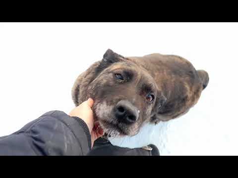 Видео: 19.02.2023 год Прогулка.