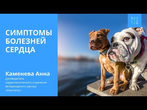 Видео: Симптомы болезней сердца у собак
