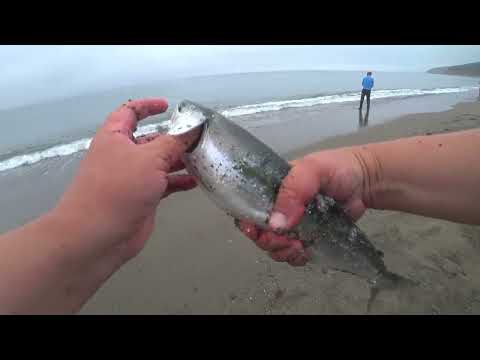 Видео: Рыбалка горбуши на поплавок