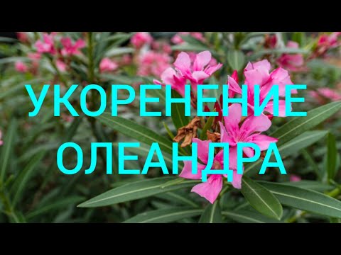 Видео: Укоренение олеандра тремя способами: один сработал!!!