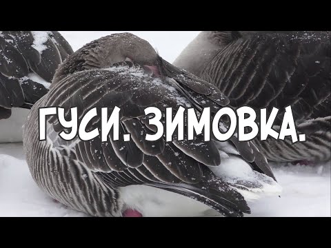 Видео: Гуси  Зимовка