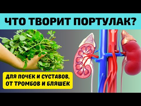 Видео: ЕМ и ОЖИВАЮ! Что Творит ПОРТУЛАК? Простой Сорняк или природный Лекарь! Для ПОЧЕК, СУСТАВОВ и даже...