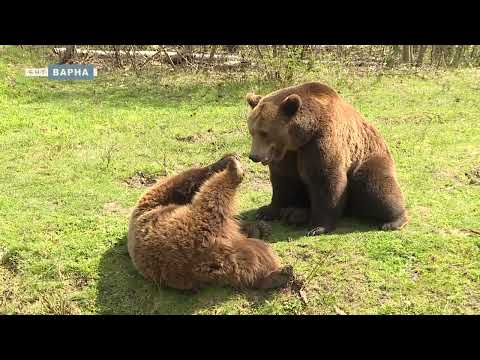 Видео: Добрич - Зоопарк