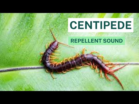 Видео: Отталкивающий звук многоножки