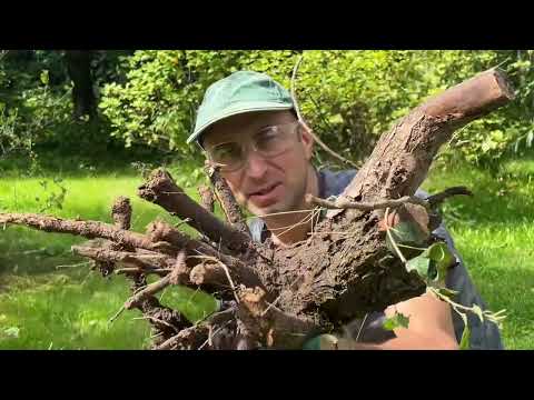 Видео: Как выкопать (выкорчевать) дерево. Принцип.