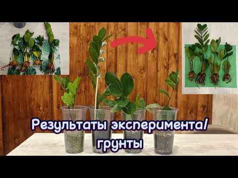 Видео: Результаты эксперимента с разными грунтами спустя два месяца (17.06.24 г. - 30.08.24 г.)