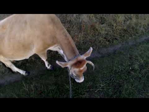 Видео: Как добиться послушания от коровы. Личный опыт