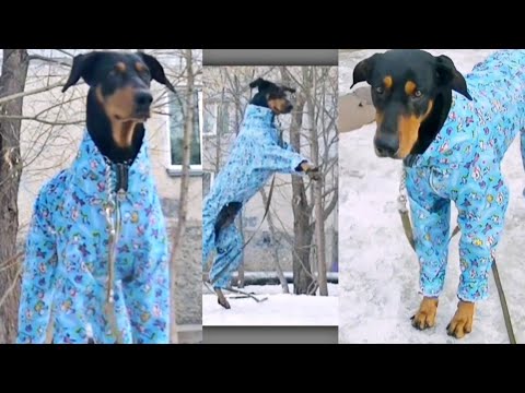 Видео: Комбинезон для собаки крупной породы "проще простого". Смотрите плейлист!