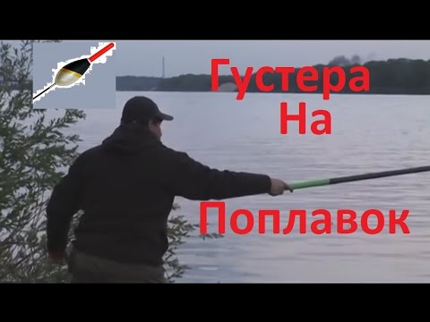 Видео: Ока. Поплавок. Густера.