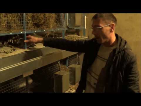 Видео: Мини ферма для кроликов кроликоферма в гостях у Евгения  Иркутск часть 28