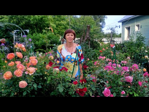 Видео: Мой сад роз на 6 июля 2024г. И немного о питомниках